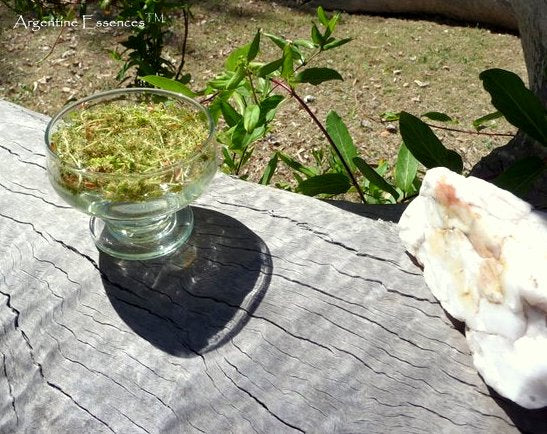 Bur Oak Tree Vibrational Healing  Remedy By Argentine Essences Exclusively At Starseed Essence Shoppe