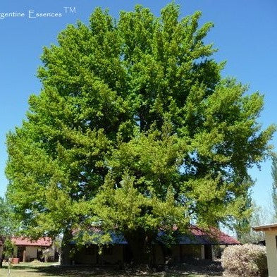 Bur Oak Tree Vibrational Healing  Remedy By Argentine Essences Exclusively At Starseed Essence Shoppe