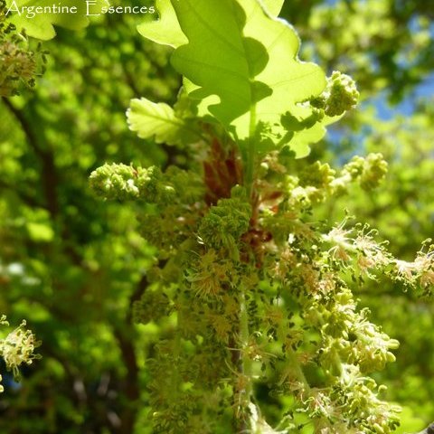 Bur Oak Tree Vibrational Healing  Remedy By Argentine Essences Exclusively At Starseed Essence Shoppe