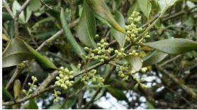 Oliva De Fatima Flower Remedy