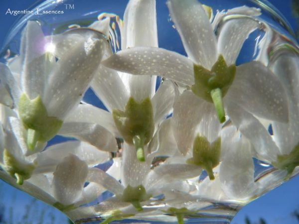 Orange Blossom Flower Remedy