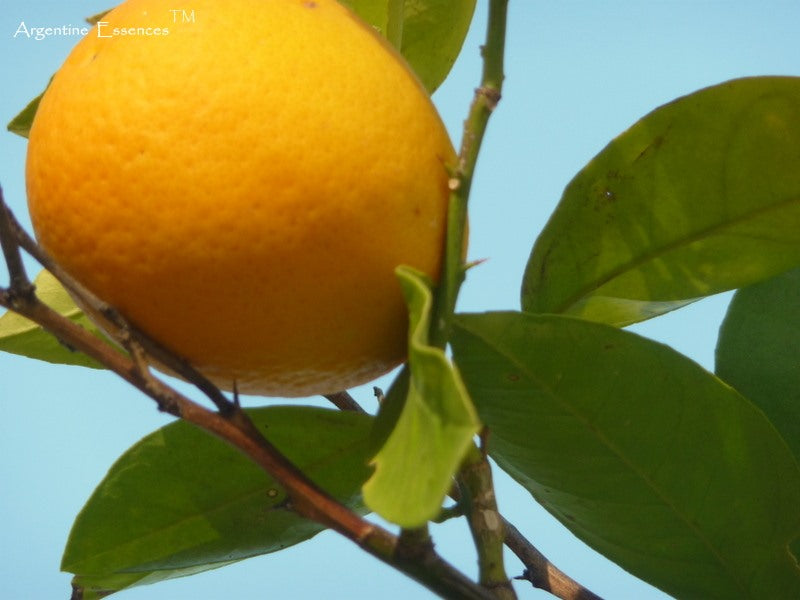 Orange Blossom Flower Remedy