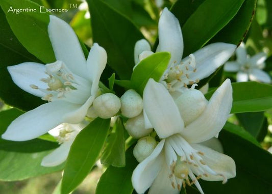 Orange Blossom Flower Remedy