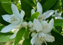 Load image into Gallery viewer, Orange Blossom Flower Remedy
