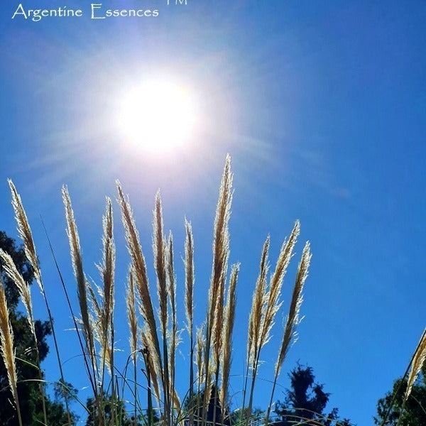 Pampas Grass Flower Essence  Remedy by Argentine Essences