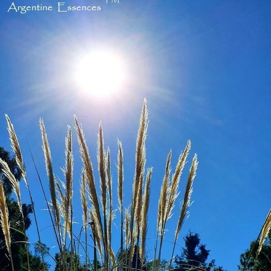 Pampas Grass Flower Essence  Remedy by Argentine Essences