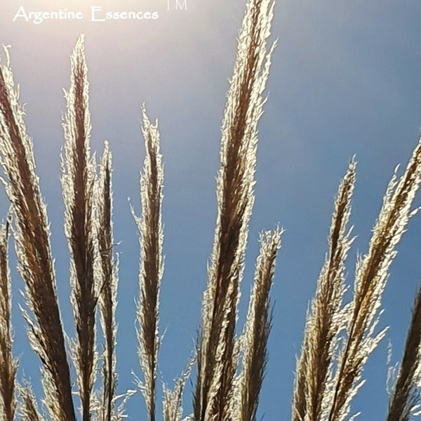 Pampas Grass Flower Essence  Remedy by Argentine Essences