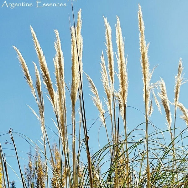 Pampas Grass Flower Essence  Remedy by Argentine Essences