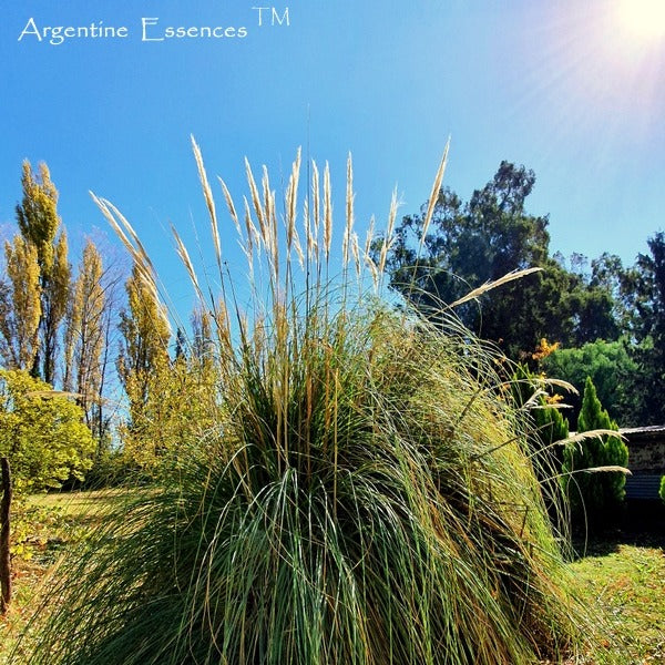 Pampas Grass Flower Essence  Remedy by Argentine Essences
