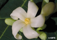 Paw Paw - Flower Essence