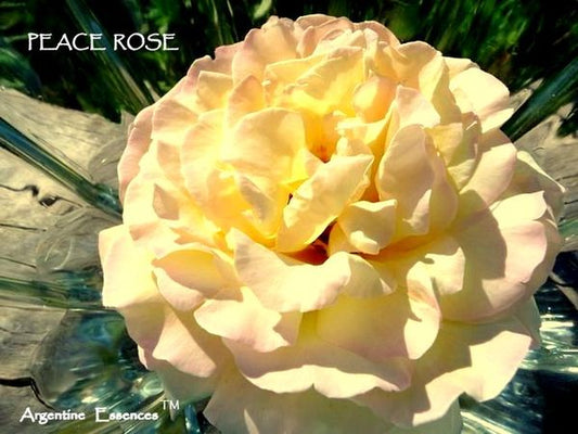 Peace Rose Flower Remedy