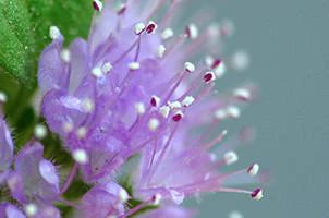 Pennyroyal Healing Floral water