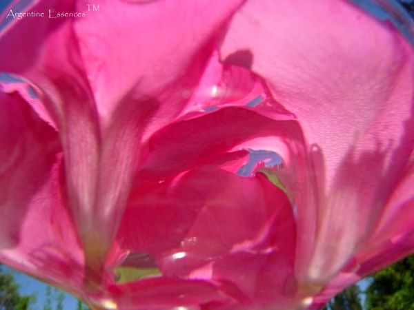 Pink Oleander Flower Remedy