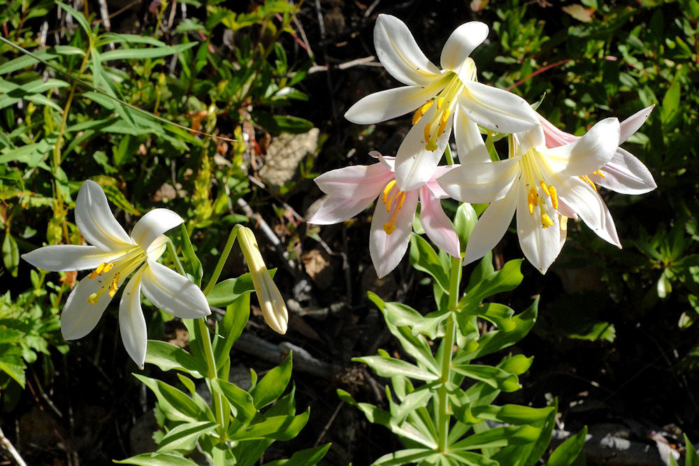 Lily Flower Remedy