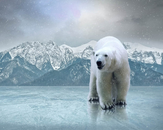 Polar Bear Essence Vibrational Remedy