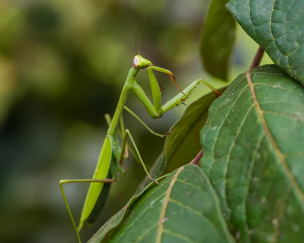 Praying Mantis Essence Vibrational  Remedy