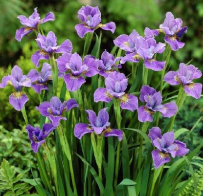 Purple Iris Flower Essence
