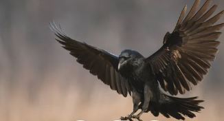 Raven Essence Vibrational Remedy