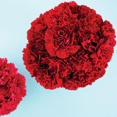 Red Carnation Flower Remedy