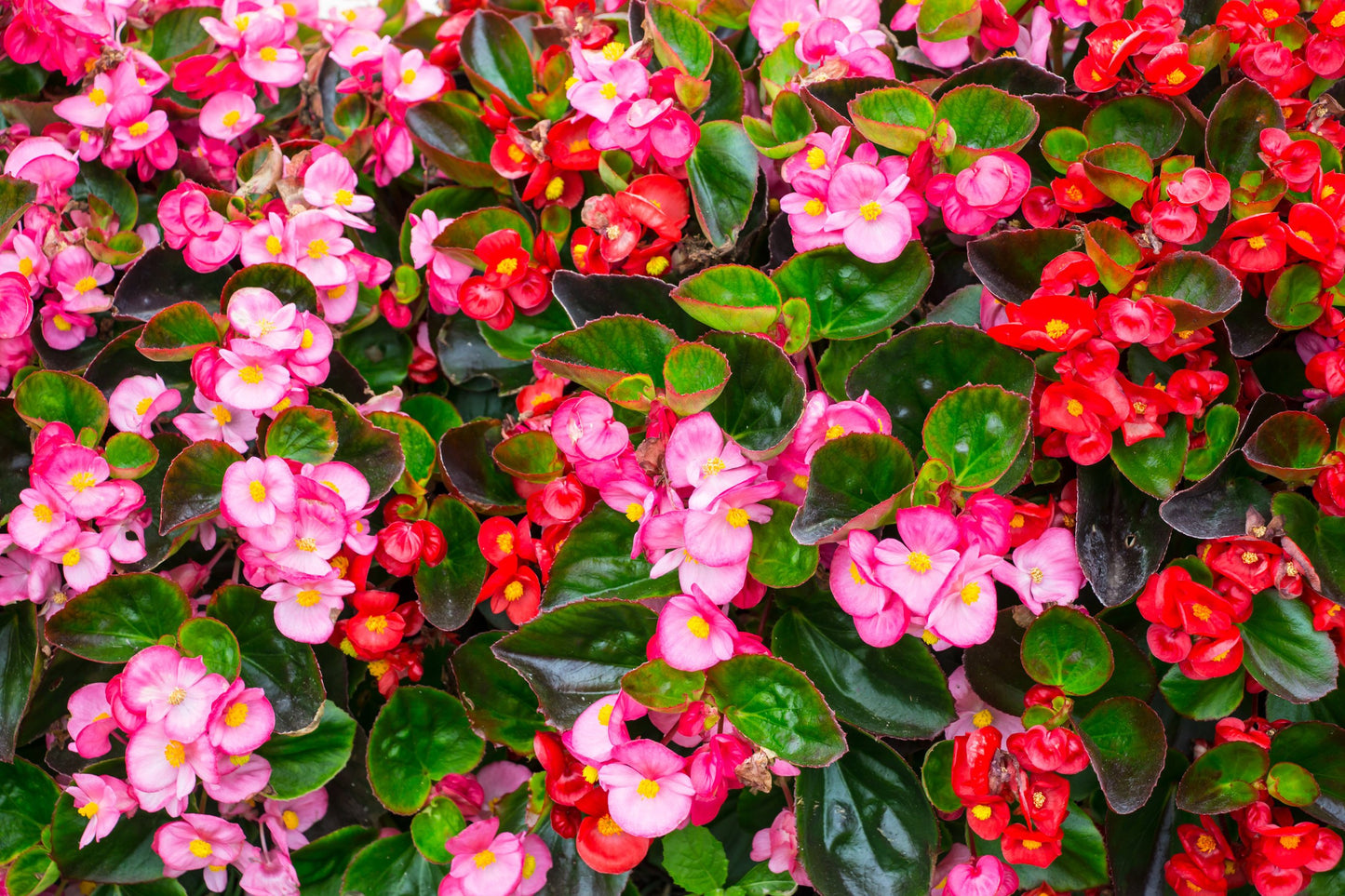 Begonia Flower Remedy