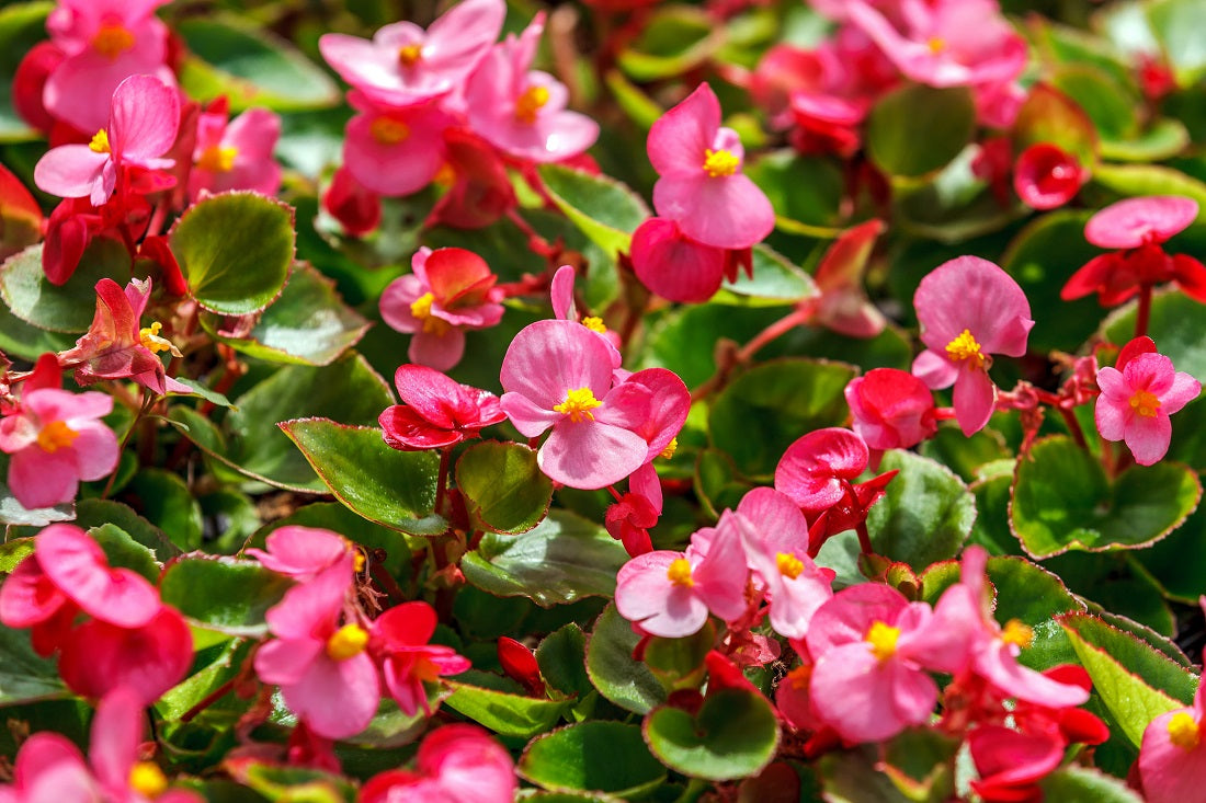 Begonia Flower Remedy