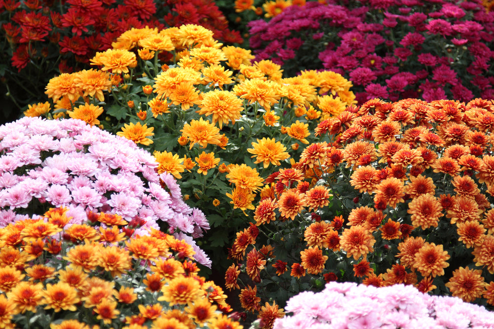 Garden Mum Flower Essence