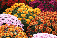 Load image into Gallery viewer, Garden Mum Flower Essence
