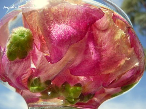 Snapdragon Flower Remedy