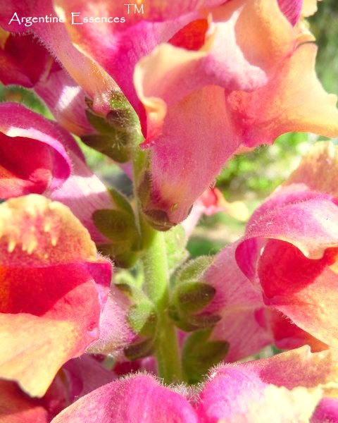 Yellow, Pink and Red Snapdragon Flower Remedy