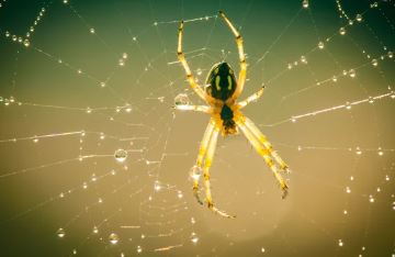 Spider Essence Vibrational Remedy