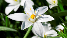 Load image into Gallery viewer, Star of Bethlehem
