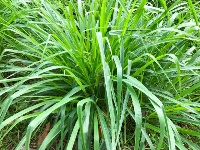 Lemon Grass Flower Remedy