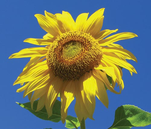 Sunflower Flower Remedy