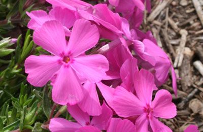 Texas Phlox Flower Essence