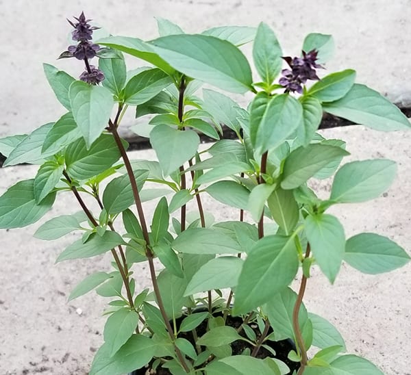 Basil Flower Remedy