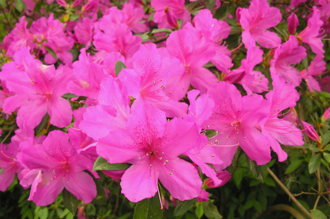 Azalea Flower Essence