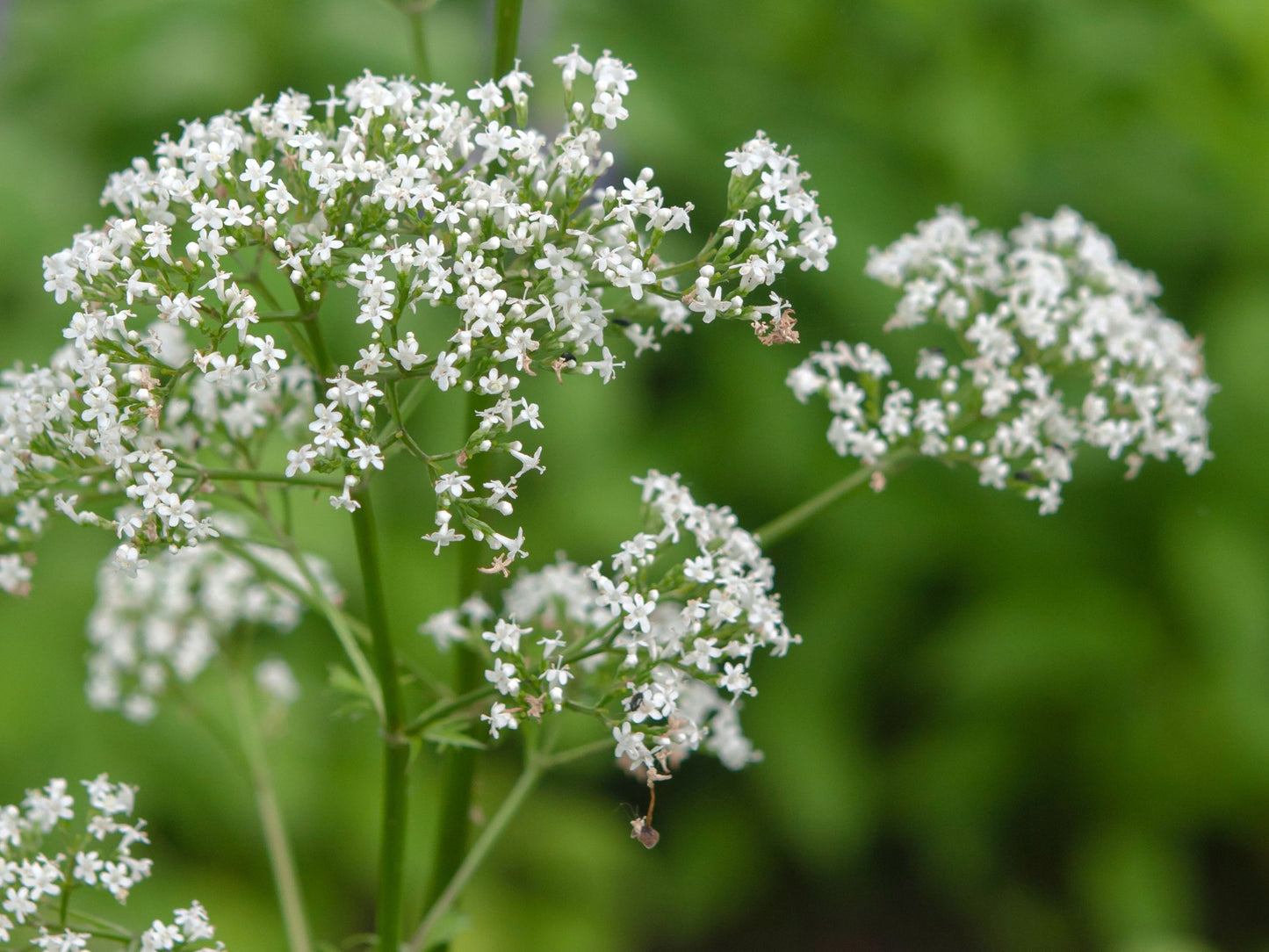 Onion Flower Remedy