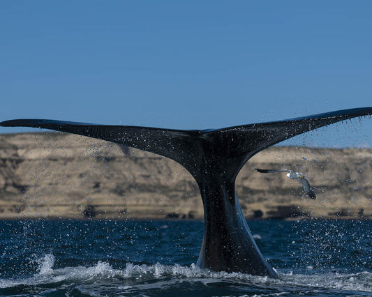 Whale Essence Vibrational Remedy