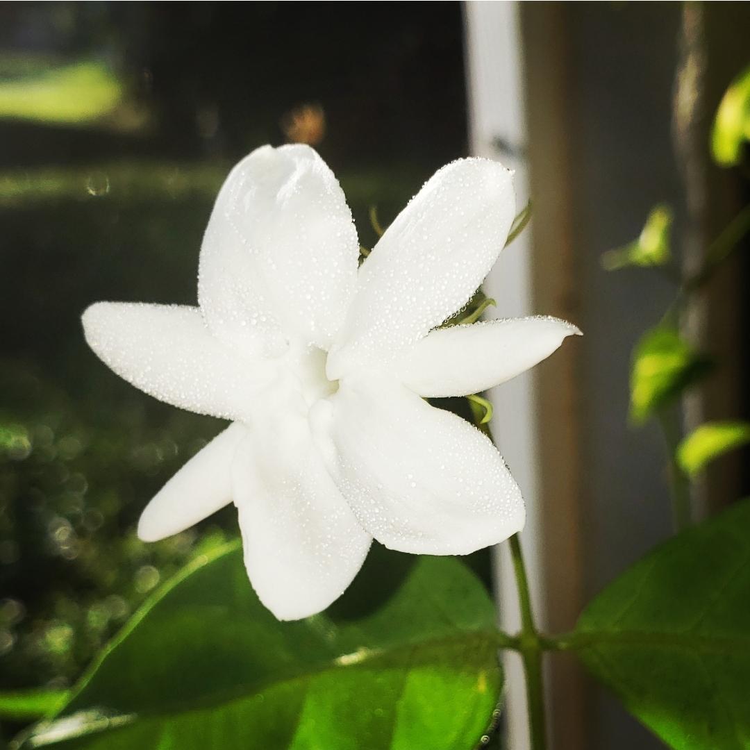 Arabian White Jasmine Flower Essence