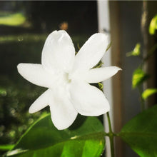 Load image into Gallery viewer, Arabian White Jasmine Flower Essence
