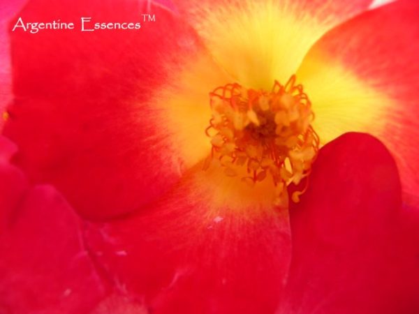 wild rose flower essence