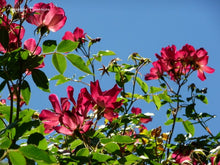 Load image into Gallery viewer, Wild Rose Flower Remedy
