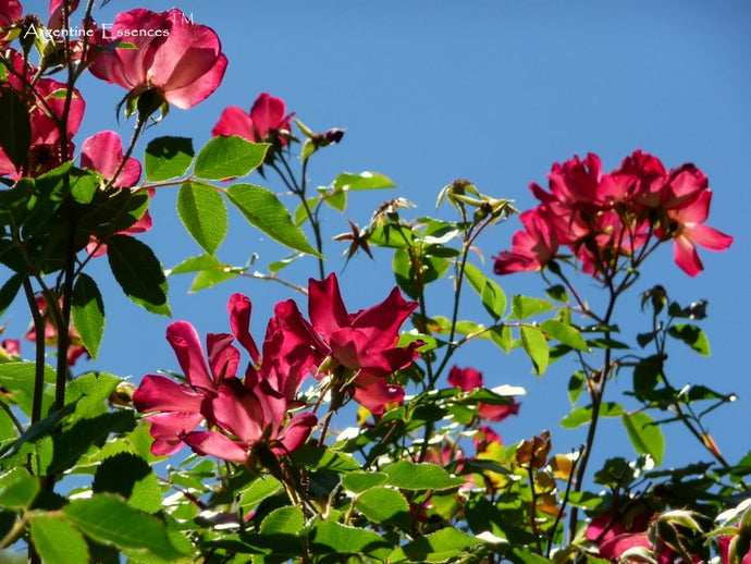 wild rose flower remedy