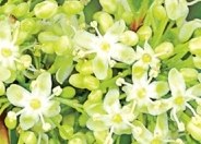 Yerba Mate Flower Essence Remedy