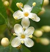 Yerba Mate Flower Essence